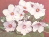 Сенполия фиалкоцветковая с белыми цветками