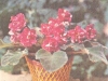 Сенполия фиалкоцветковая с махровыми цветками