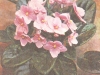 Сенполия фиалкоцветковая с розовыми цветками