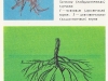 Луковица с основными и стеблевыми корнями